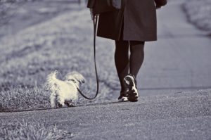 woman walking with small dog