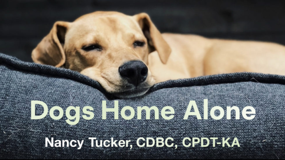 Dogs Home Alone Nancy Tucker, CDBC, CPDTKA