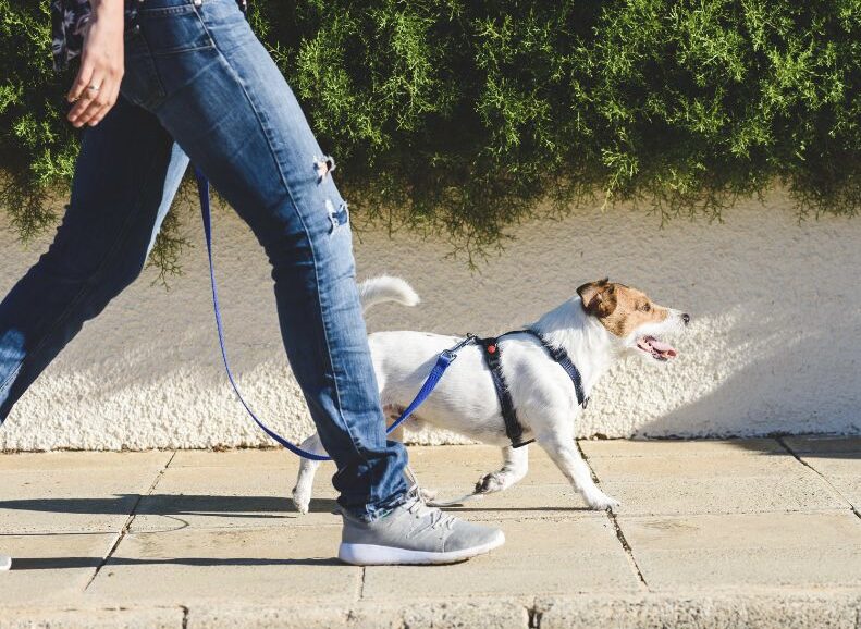 Person walking with little Jack Russell dog on a loose leash