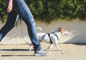 Person walking with little Jack Russell dog on a loose leash