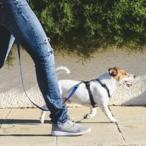 Person walking with little Jack Russell dog on a loose leash